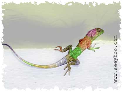 Vie Caméléon